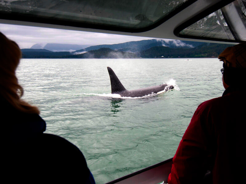 Whale Watching Juneau