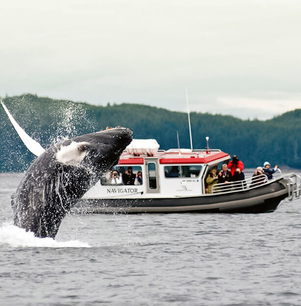 whale watching tour juneau ak