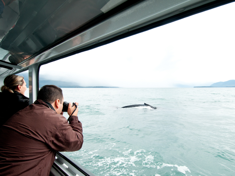 Whale Watching Juneau