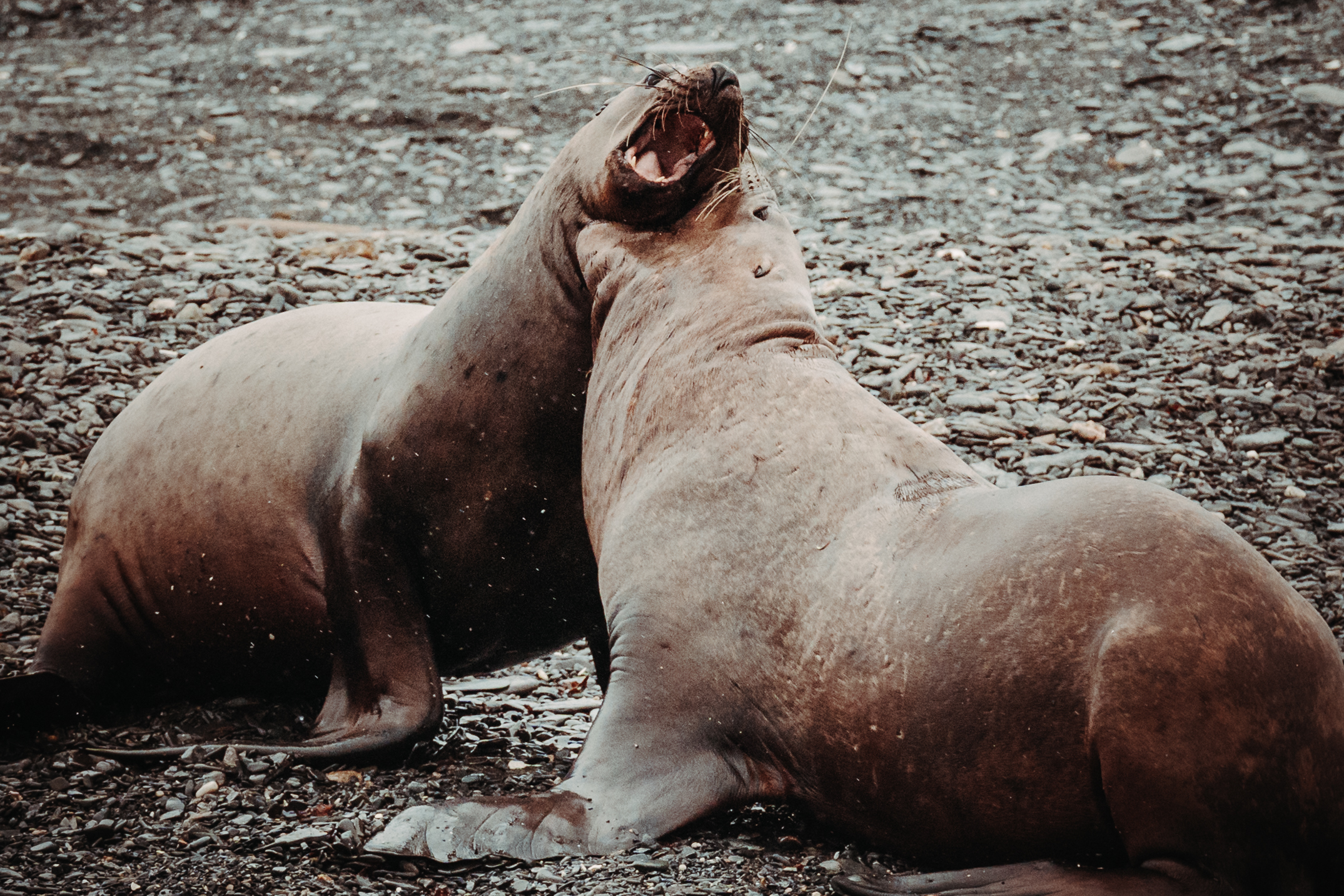https://www.stepintoalaska.com/wp-content/uploads/gravity_forms/3-15131a52d95f0aa4804737148d83131a/2022/09/Rival-Sea-Lions.jpg