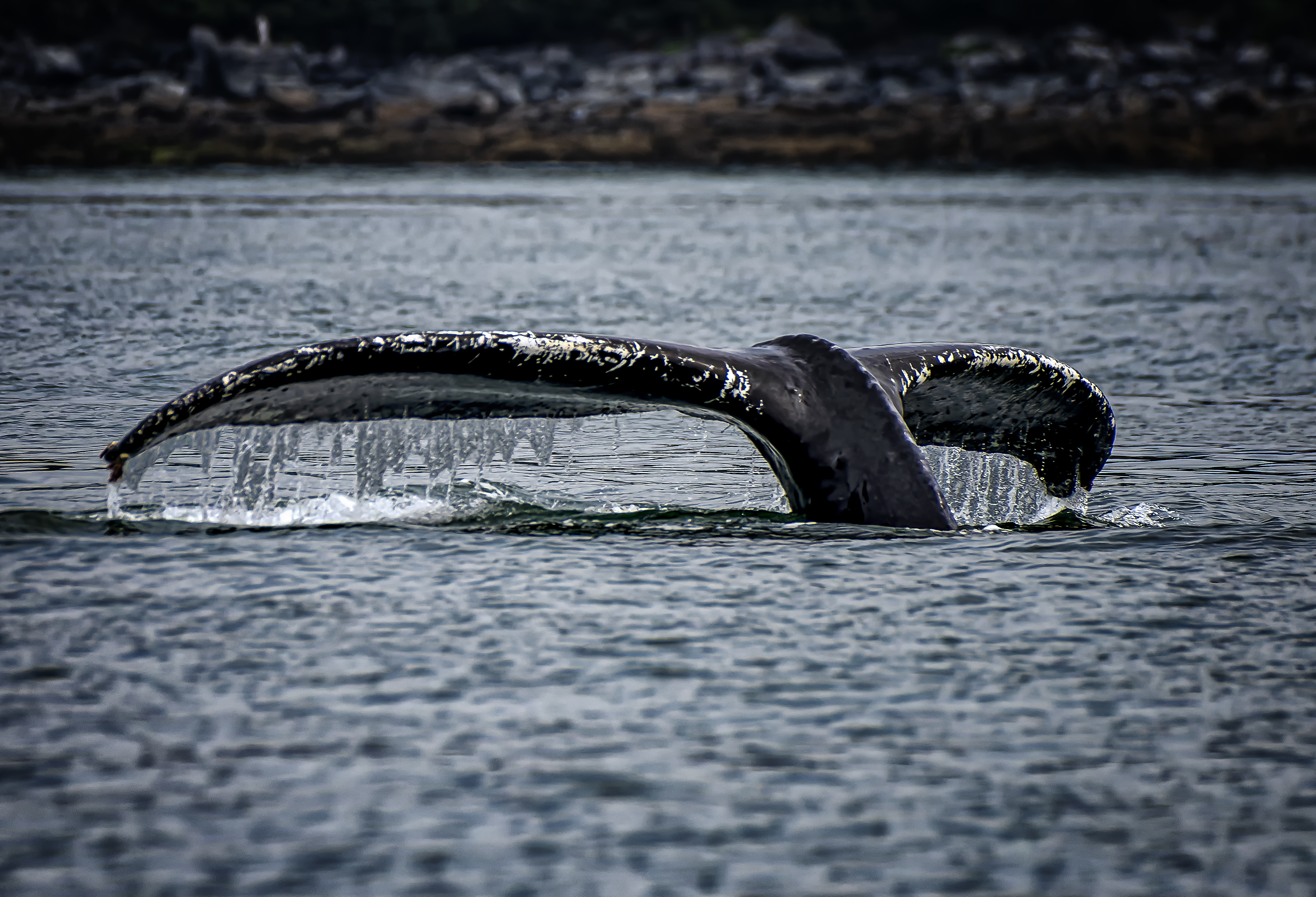 https://www.stepintoalaska.com/wp-content/uploads/gravity_forms/3-25a3b7113da86c7866b2ef7f38a99c38/2022/08/FDSC2017-NEF_Tail.jpg