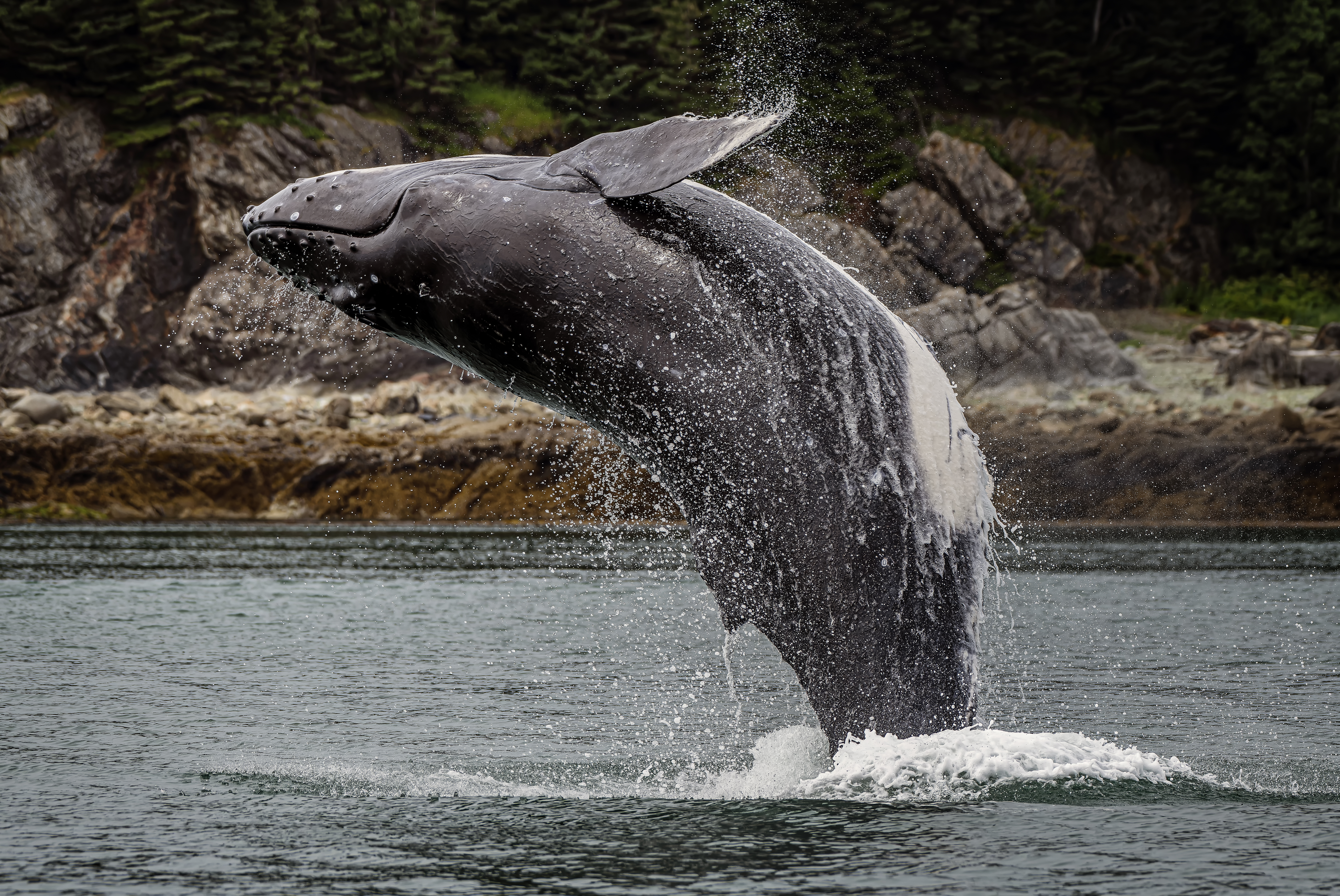 https://www.stepintoalaska.com/wp-content/uploads/gravity_forms/3-25a3b7113da86c7866b2ef7f38a99c38/2022/08/FDSC2214-NEF_-Breach.jpg
