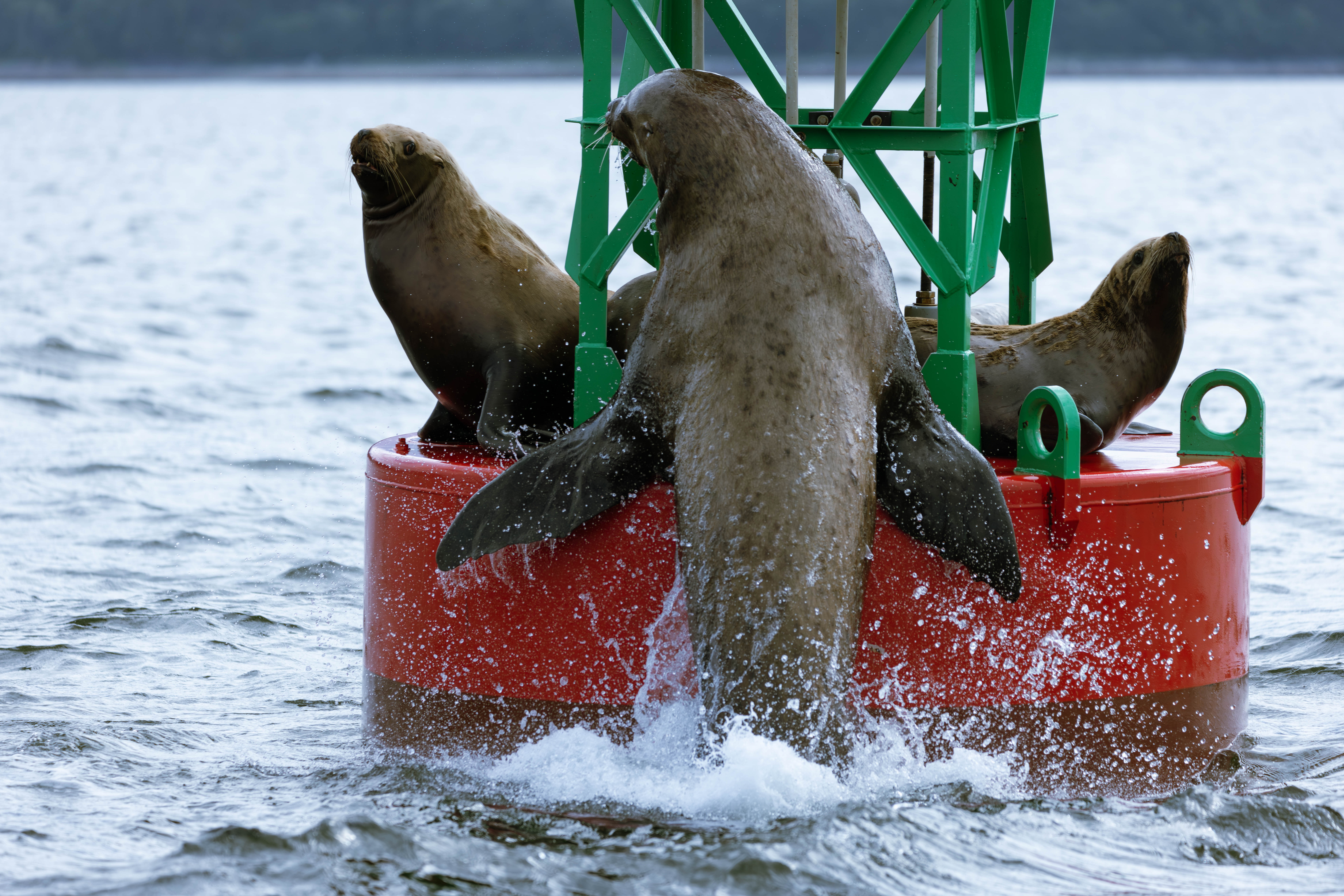 https://www.stepintoalaska.com/wp-content/uploads/gravity_forms/3-595ceed4dc5a4f4533f0277536312422/2024/06/IMG_1539-Enhanced-NR.jpg