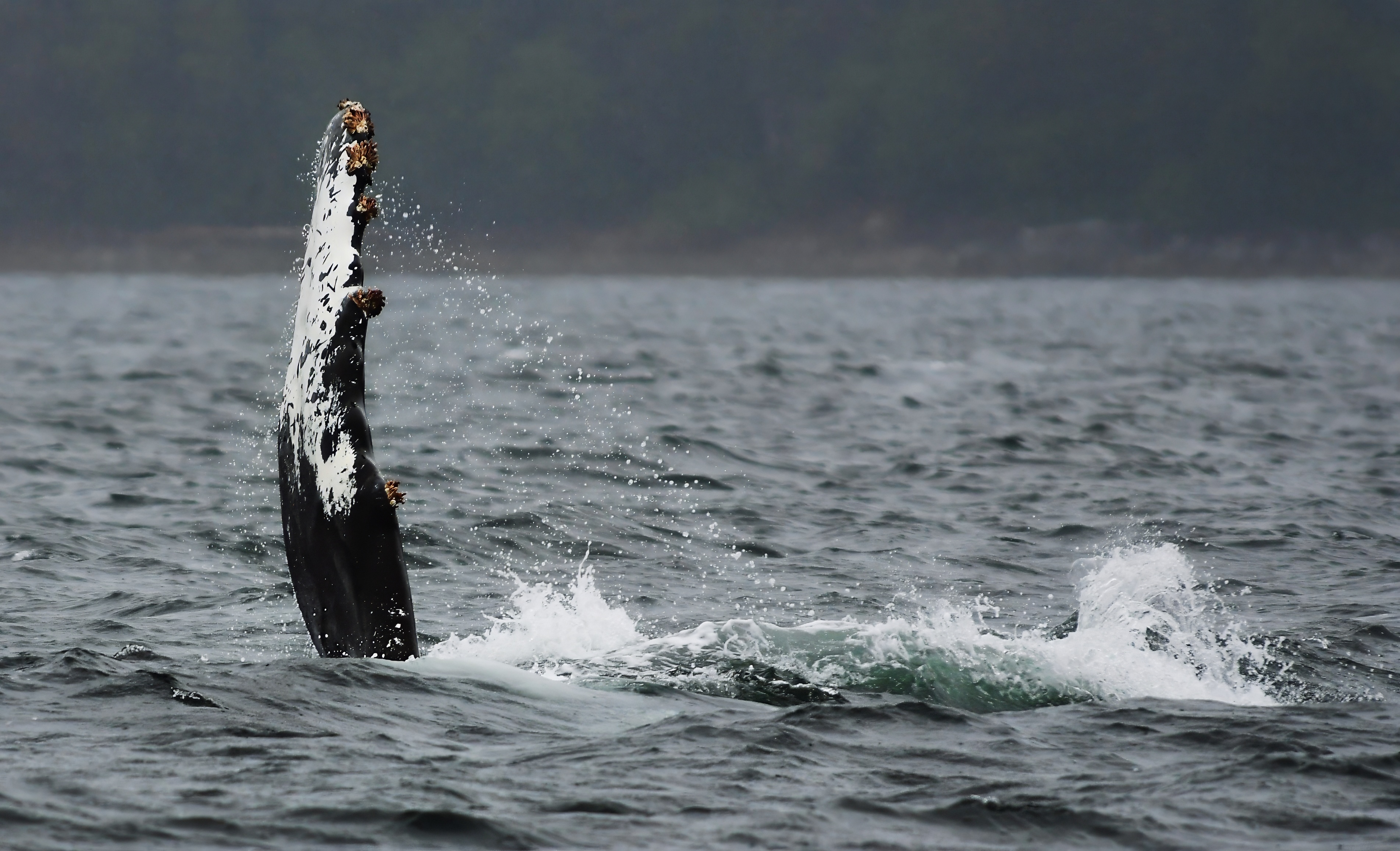 https://www.stepintoalaska.com/wp-content/uploads/gravity_forms/3-780b9da40b7b7ed0ad4ba385217b06ec/2024/07/2024-6-14-Juneau-30-Whale-fin.JPG