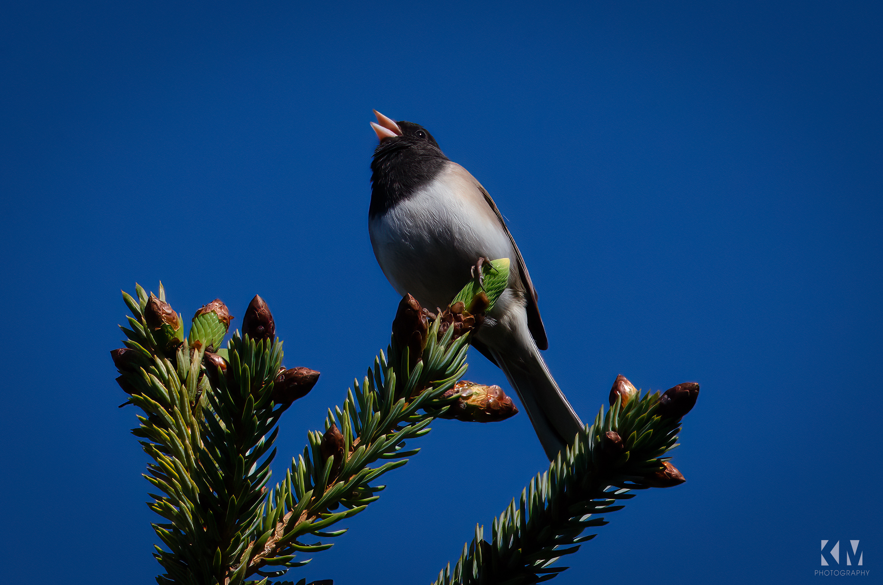 https://www.stepintoalaska.com/wp-content/uploads/gravity_forms/3-882f6af3843a0ffeb971a4069e72a337/2022/06/AlaskanBird.jpg