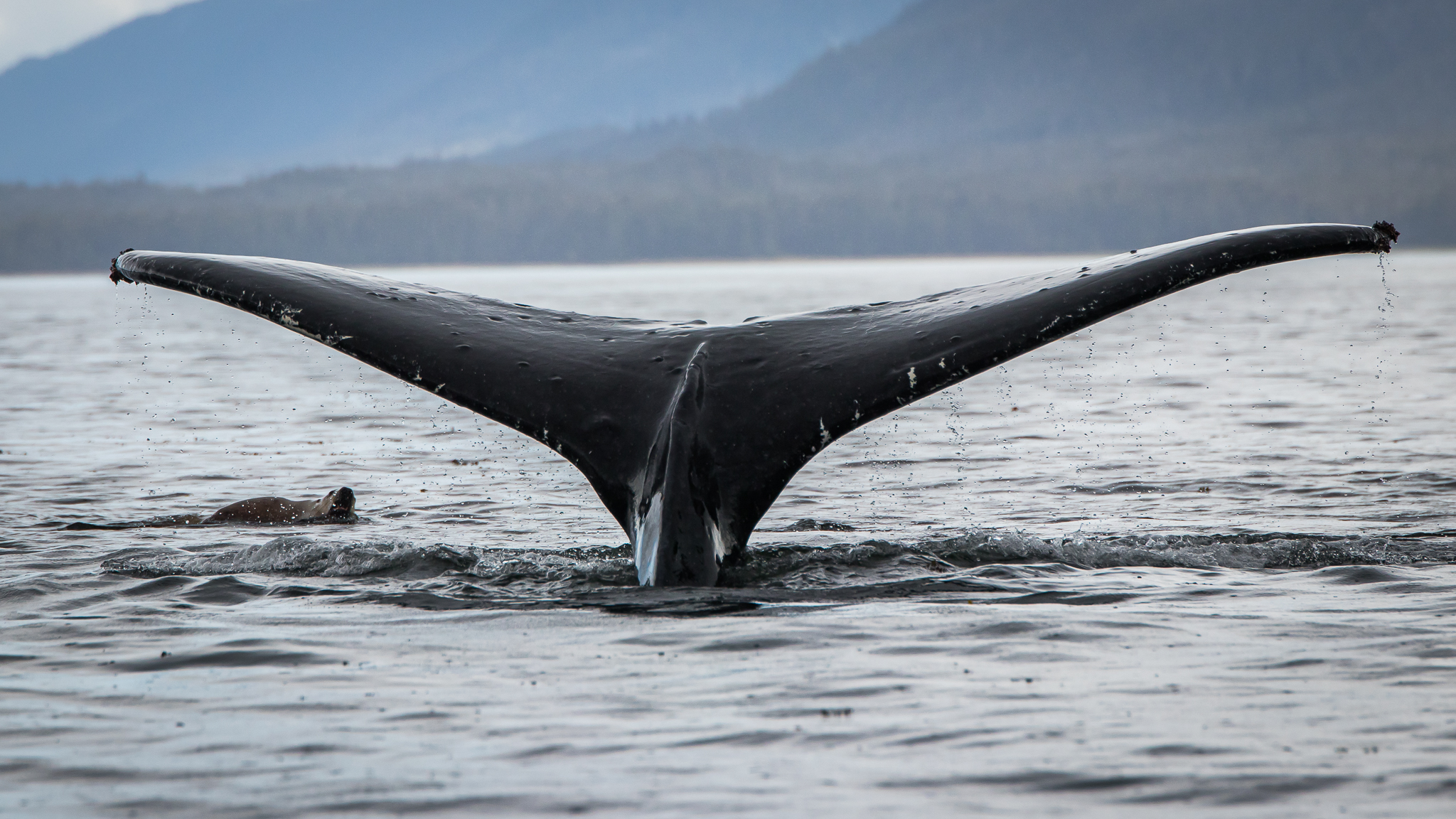 https://www.stepintoalaska.com/wp-content/uploads/gravity_forms/3-d24d7bf837856ff0b0f68b10eea59002/2022/05/IMG_9668.jpg