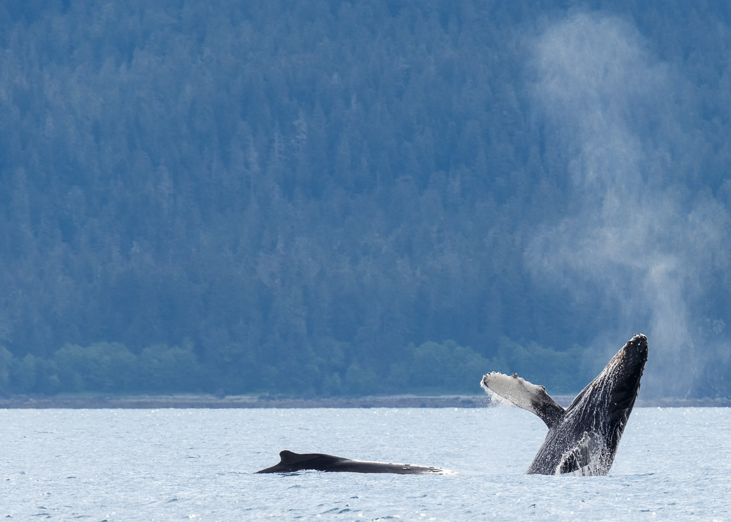 https://www.stepintoalaska.com/wp-content/uploads/gravity_forms/3-dc49bc31fff269593ef640c887783ee5/2024/06/Alaska-3.jpg
