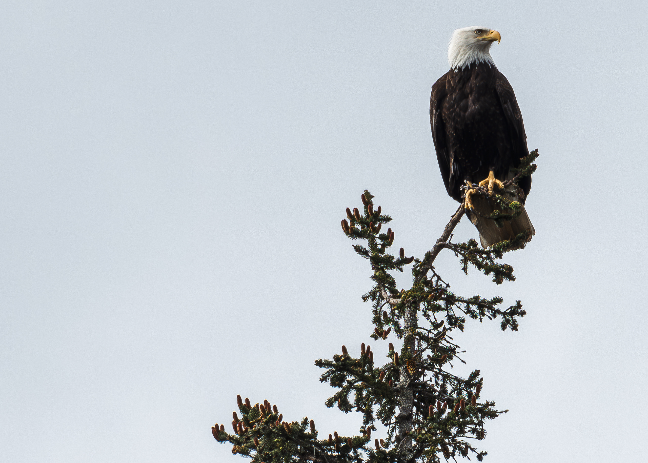 https://www.stepintoalaska.com/wp-content/uploads/gravity_forms/3-dc49bc31fff269593ef640c887783ee5/2024/06/Alaska-5.jpg